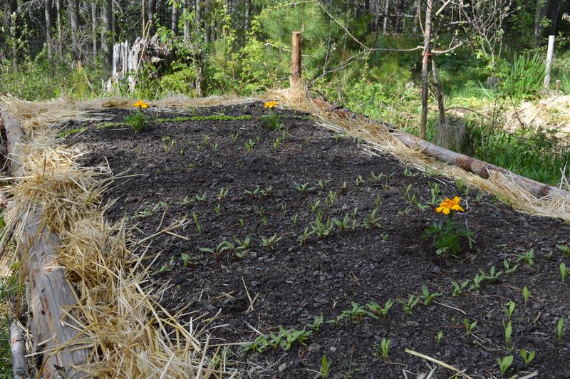 Hugelkultur bed in Spring