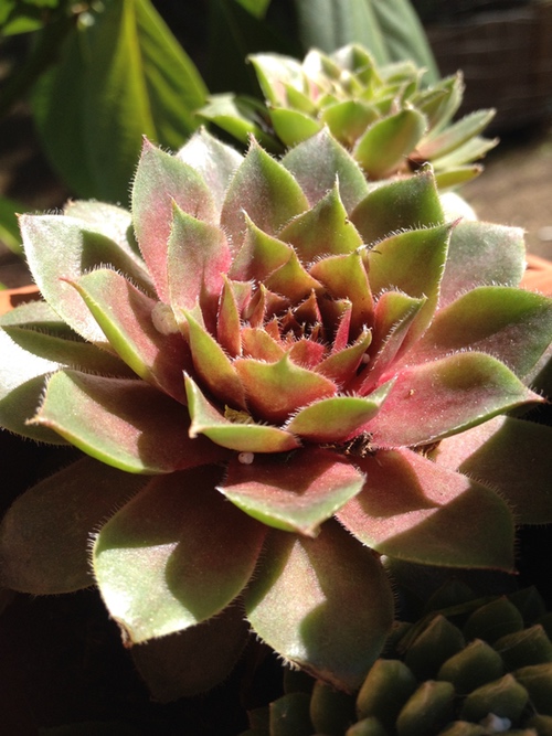 Echevaria