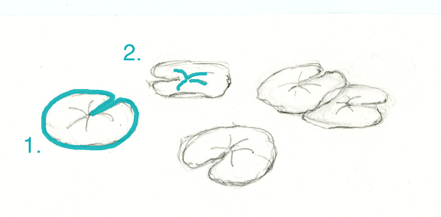 Featured image of post How To Draw A Lily Pad Flower Easy : Step 1 sketch a lily lily petals tend to be a little stiff as if they&#039;ve been starched.
