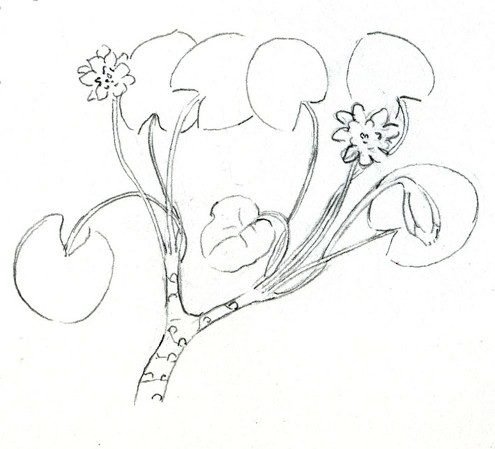 Botanical lily pad sketch