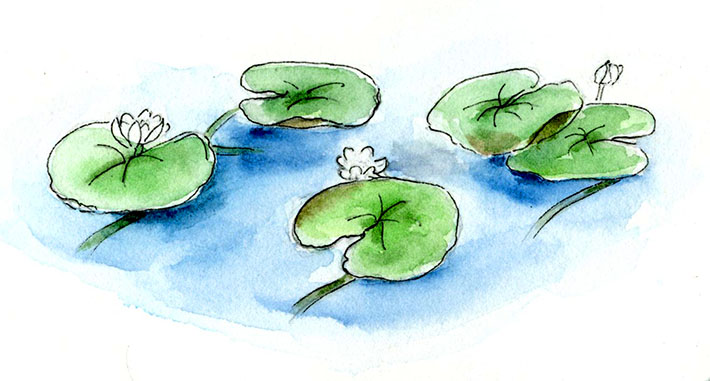 Shading lily pads with watercolors