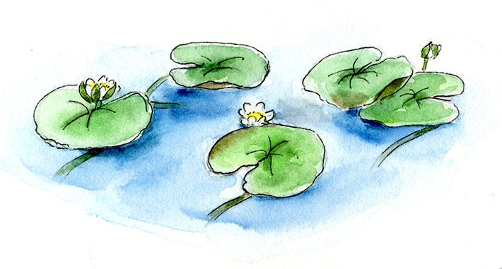 Water Lilies in watercolor paints