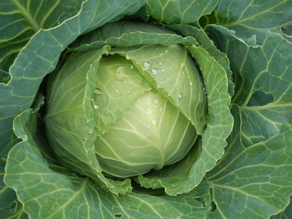 Organic heirloom cabbage