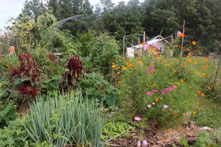 Organic garden using companion planting