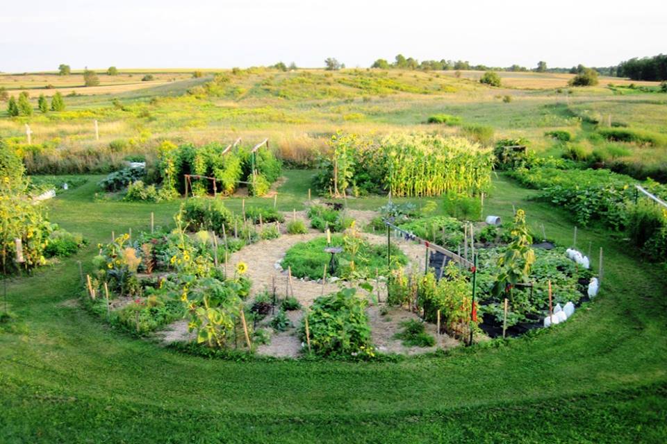 Overview of organic garden using companion planting