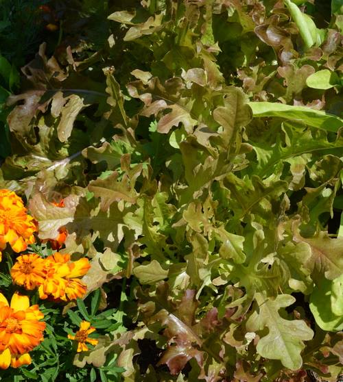 Red salad bowl lettuce with marigolds - companion planting