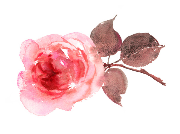 Rose watercolor