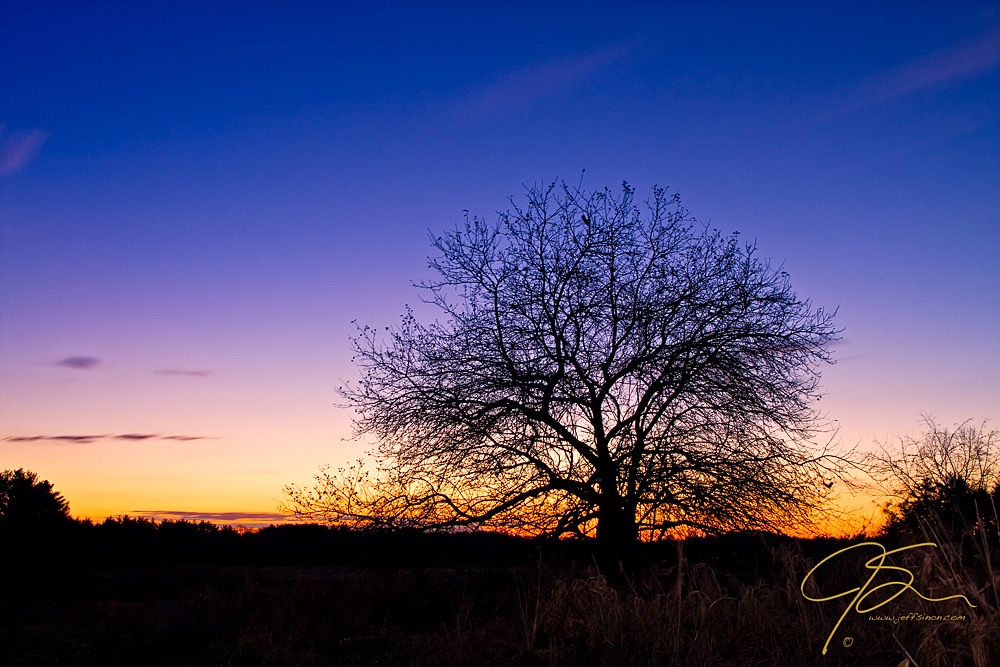 silhouette of tree in front of sunrise