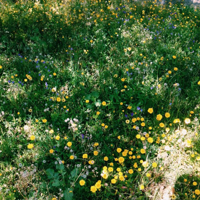 Wildflower meadow