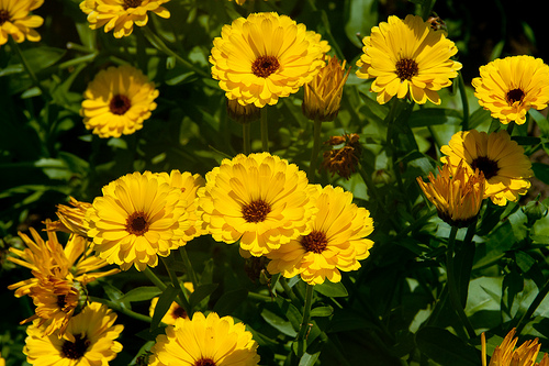 Calendula has edible flowers and grows easily from seed