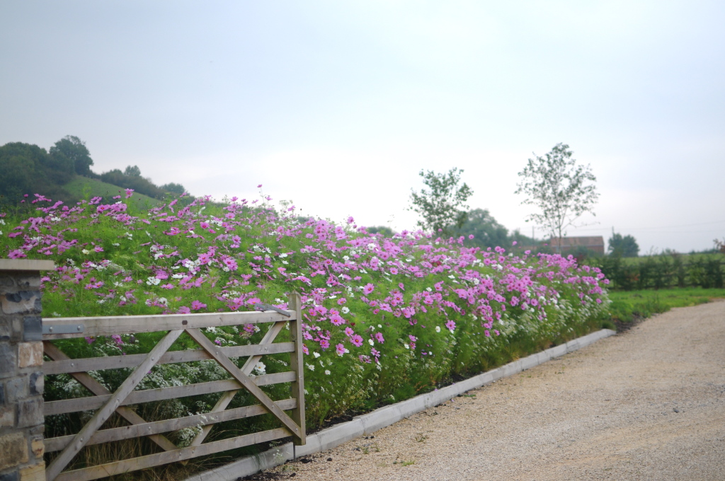 english meadow