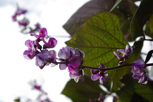 Hyacinth Bean grow quickly from seeds