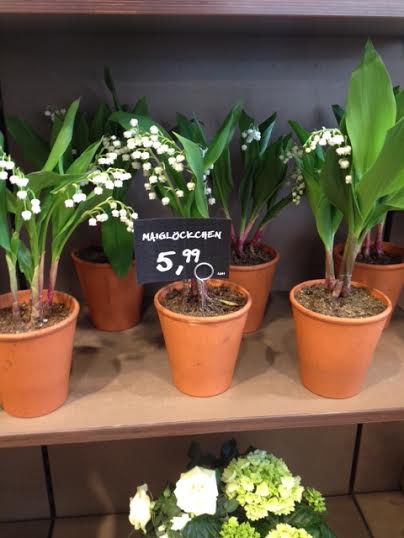 lily of the valley