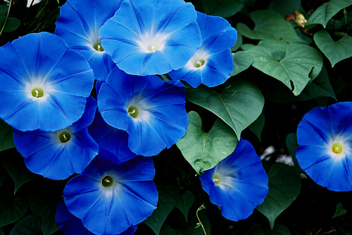 Morning glories grow quickly from seeds, and can be a nuisance in California.