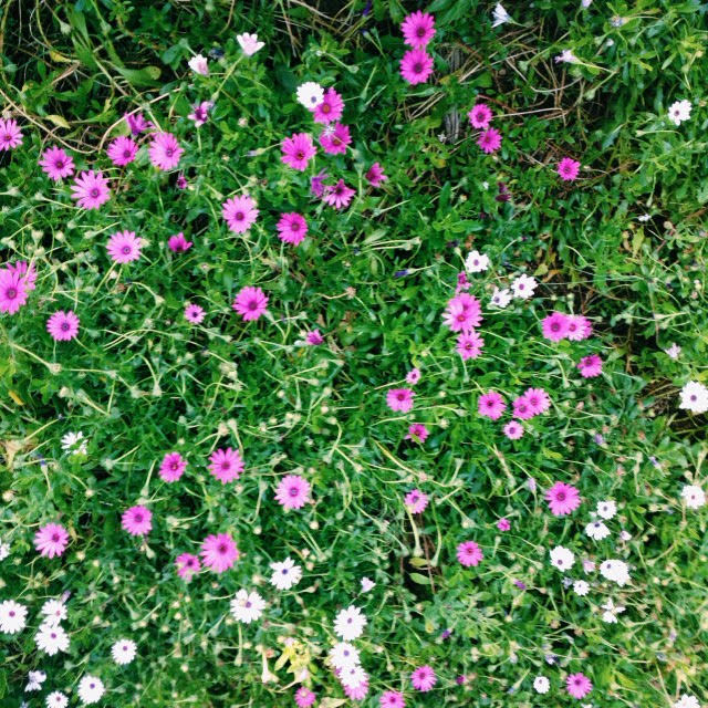 Osteospermum