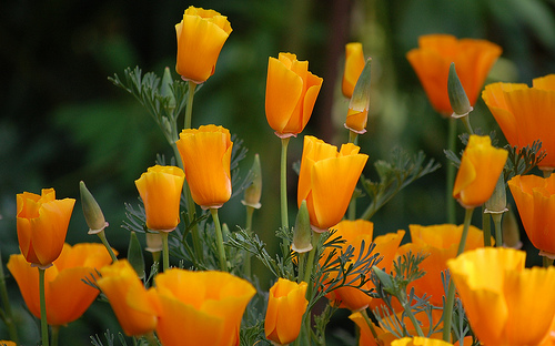 California poppies are easy flowers to grow from seeds