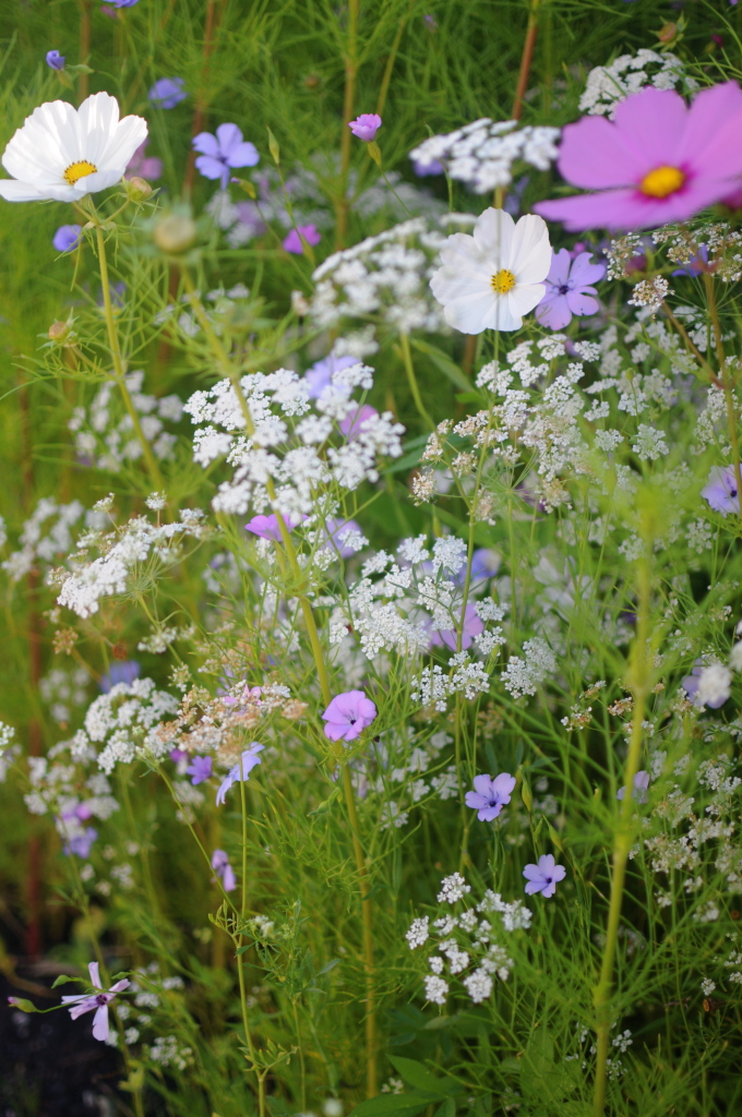 queen anne's lace