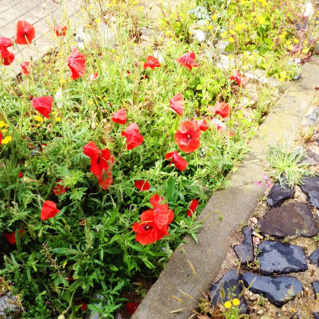 Red Wildflowers