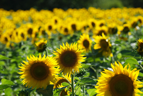 Sunflowers often reseed  year after year