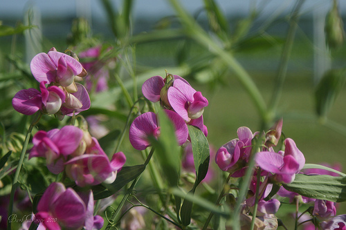 Sweet peas have a pleasant fragrance, and grow easily from seeds.