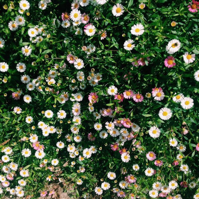  erigeron karvinskianus