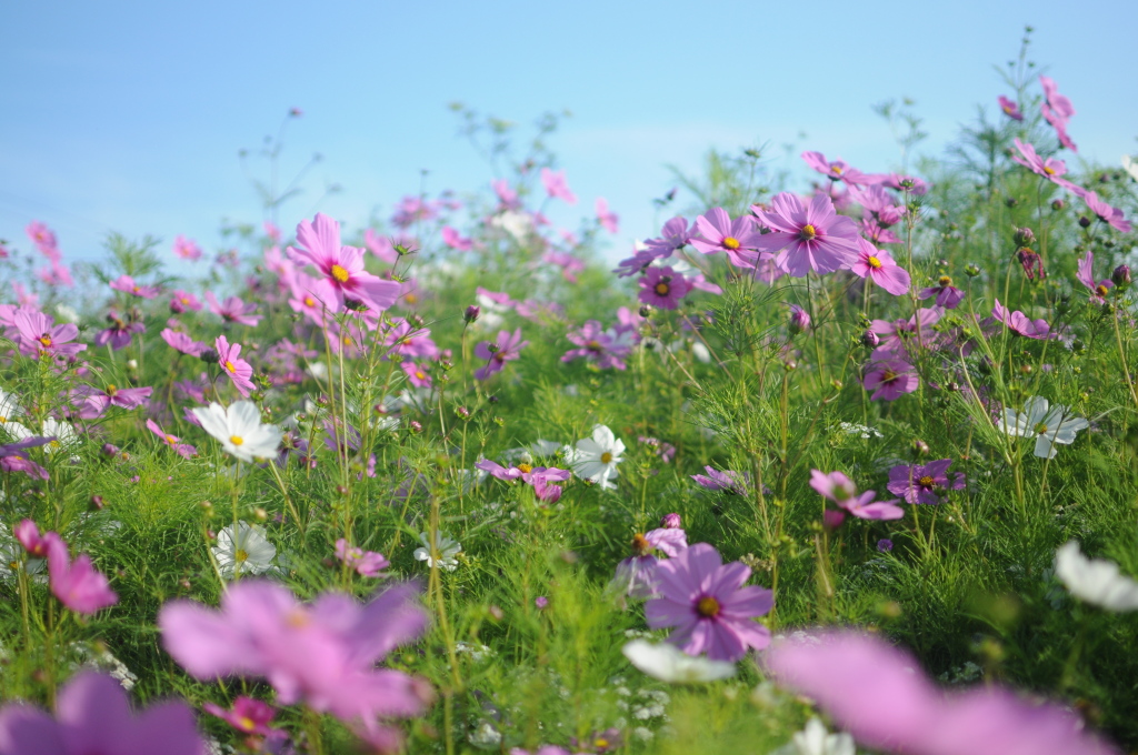 wildflower garden