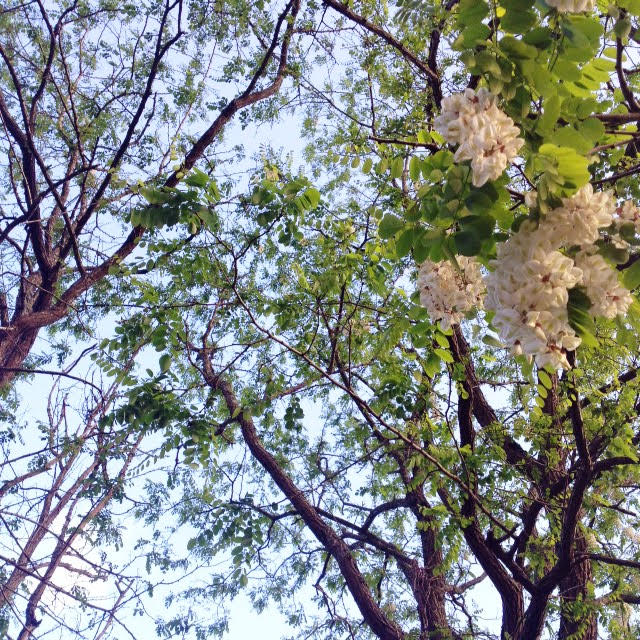 wisteria