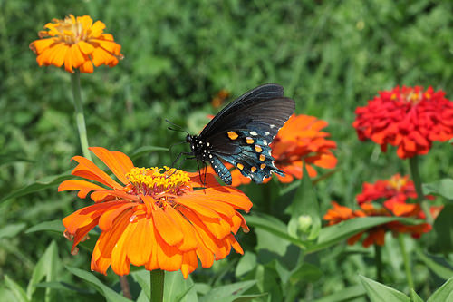Zinnias attract butterflies and are easy to grow from seeds