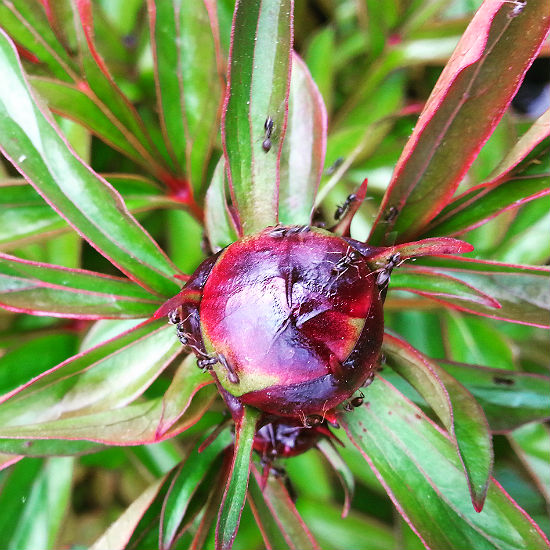 Ants on peonies