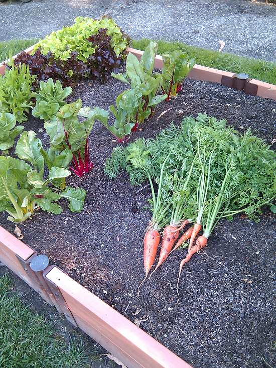 carrot bounty