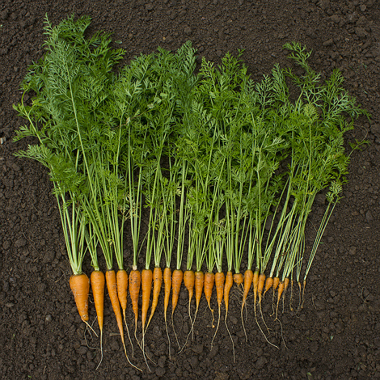 Carrot Harvest