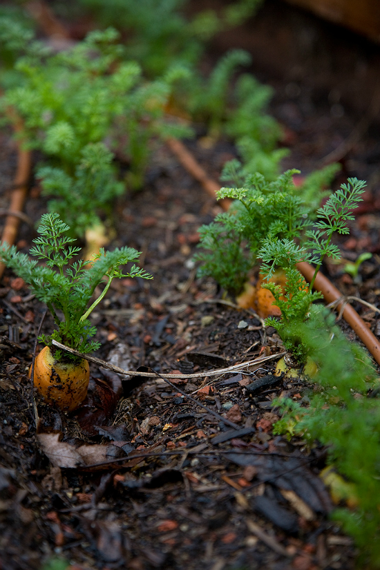 Carrots in the garden