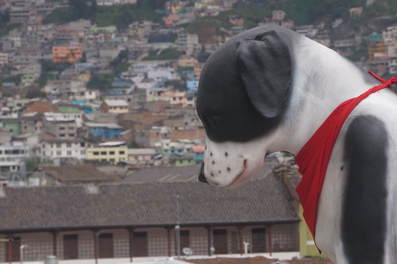 Dog looking down on a city