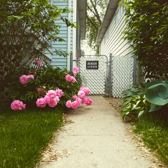 floppy peony