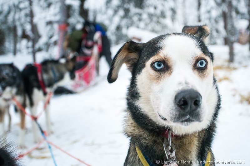 Husky dog with blue eyes