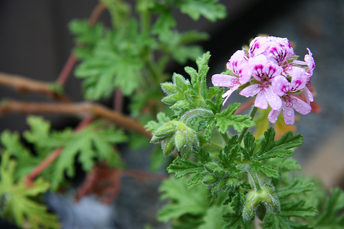 LIme geranium is fun to touch, because the leaves are scented