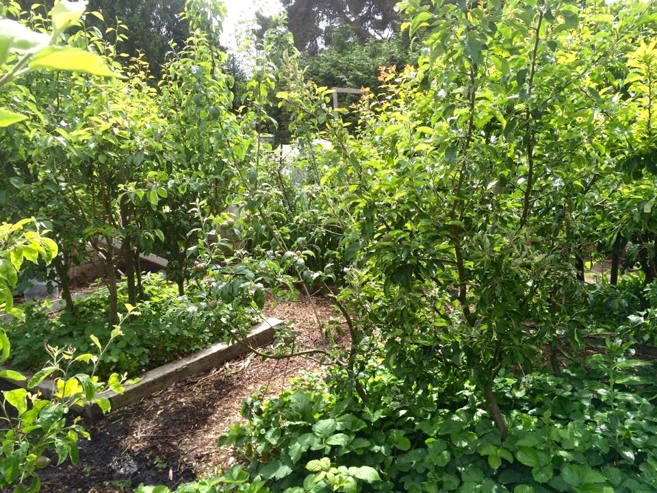 Permaculture Orchard
