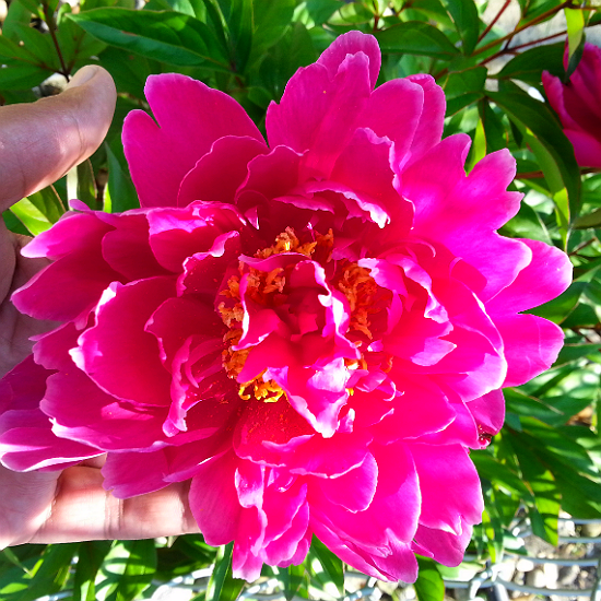 pink peony