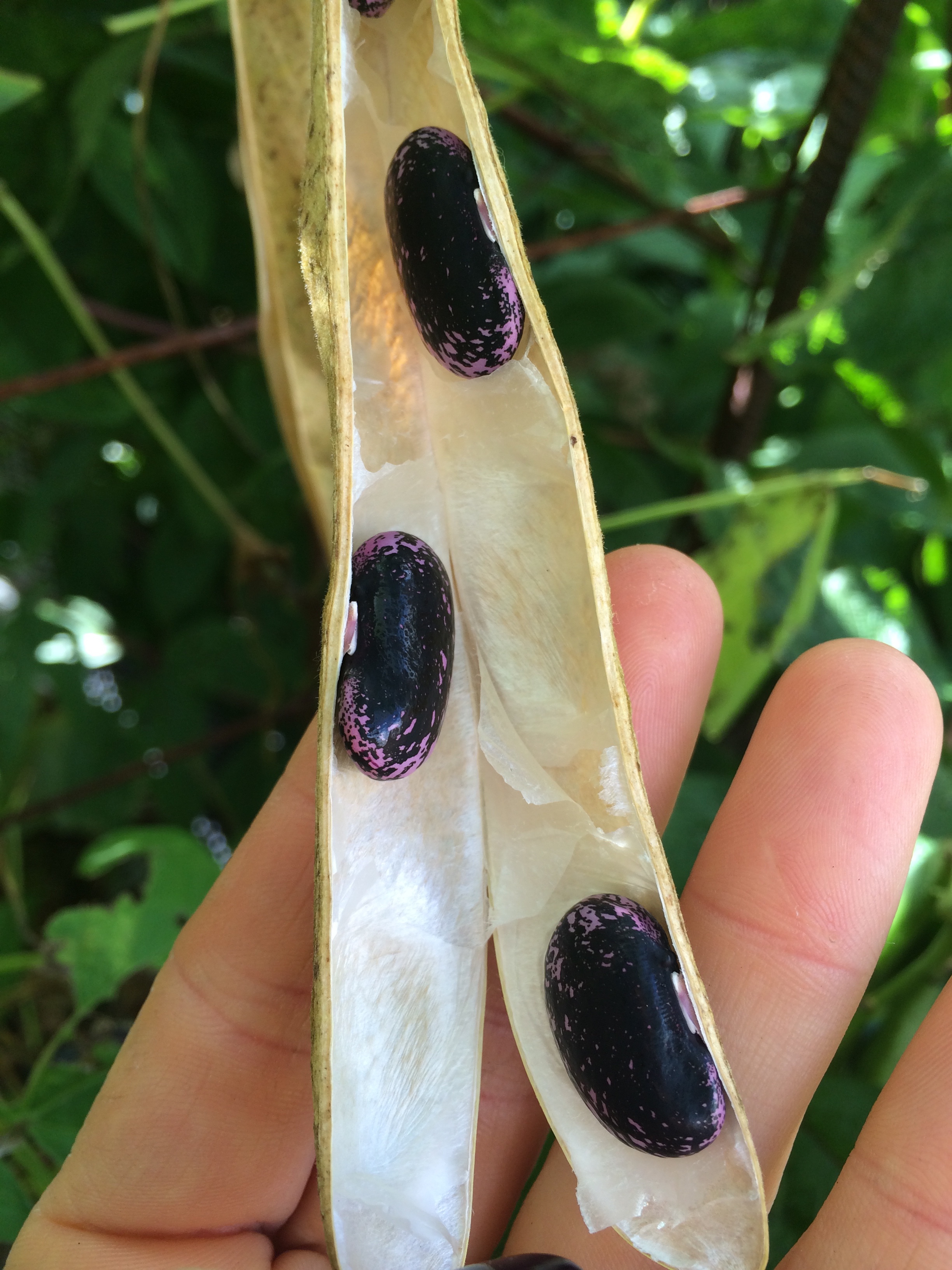 Scarlet Runner Beans