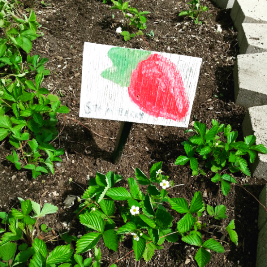 Strawberry Patch