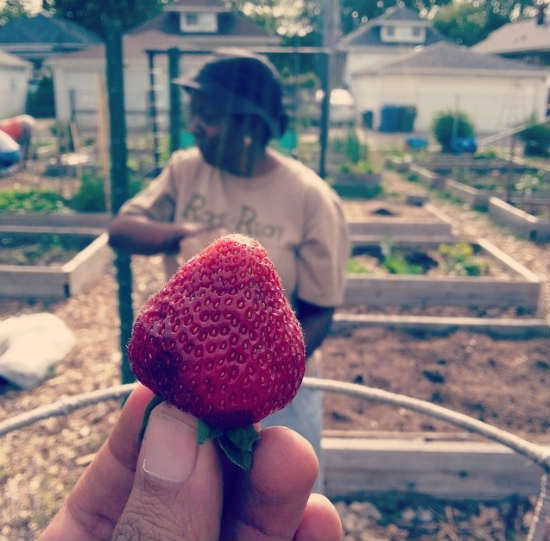 Fresh strawberry pulled from the garden