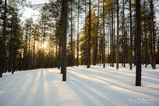 trees in winter with sun in background