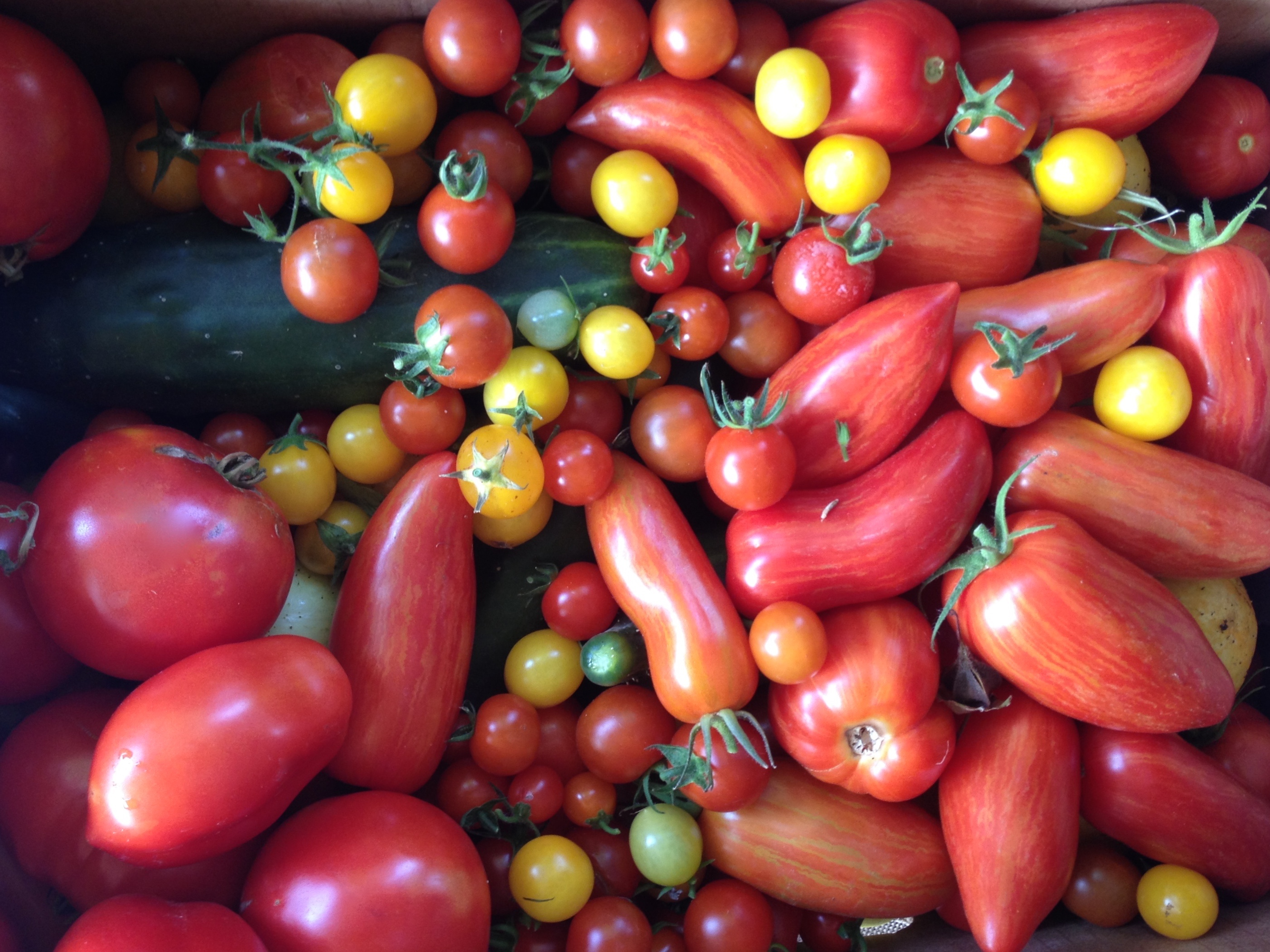 Tomato Harvest