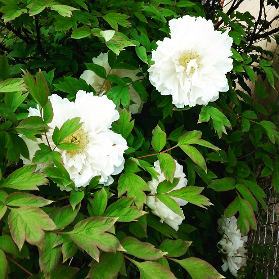 Tree Peony