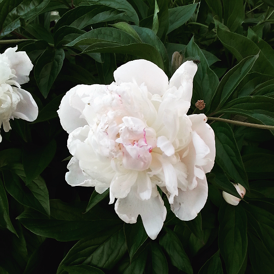 white peony