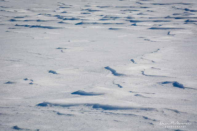frozen tundra