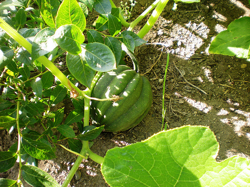 Acorn squash growing in garden