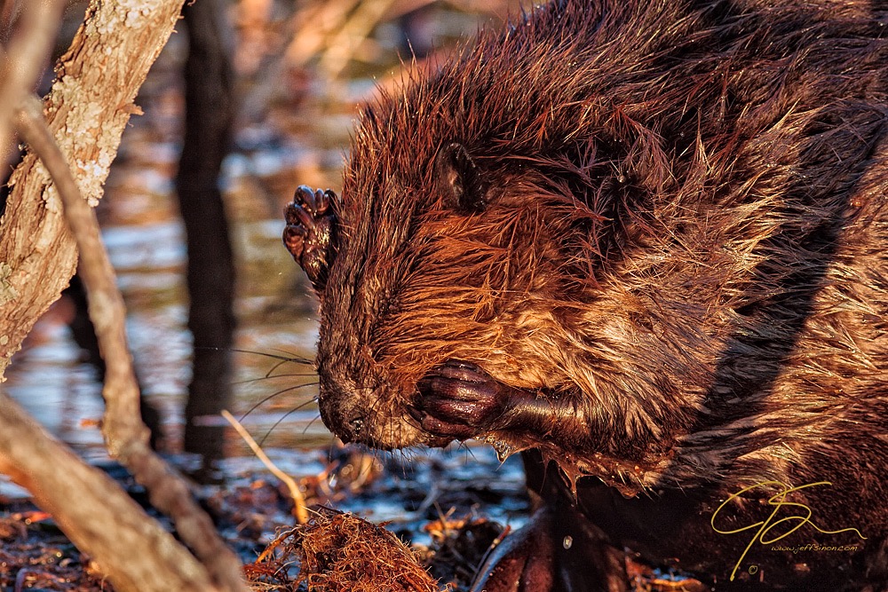 Beaver scratching its face.