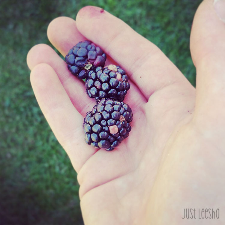 Hand holding blackberries