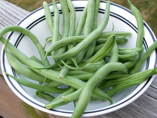 Blue Lake Bush beans are the standard bush bean